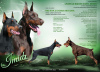 Photo №1. dobermann - for sale in the city of Riga | negotiated | Announcement № 50110