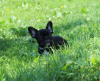 Photo №2 to announcement № 55607 for the sale of french bulldog - buy in Russian Federation from nursery