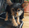 Additional photos: 2 Stunning Yorkshire Terrier Pups Left (10 weeks Old)