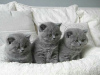 Photo №1. british shorthair - for sale in the city of Антверпен | 211$ | Announcement № 125211