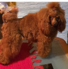 Additional photos: Red Toy Poodle