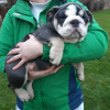 Photo №3. Lovely English Bulldog Puppies available now. Germany