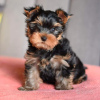 Photo №2 to announcement № 119346 for the sale of yorkshire terrier - buy in Germany private announcement