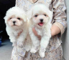 Photo №3. Cavapoo puppies. Switzerland