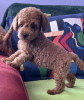 Additional photos: Miniature poodle puppies