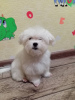 Photo №2 to announcement № 112173 for the sale of maltese dog - buy in Uzbekistan private announcement