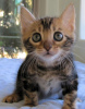 Photo №3. Bengal kittens with Shots. Germany