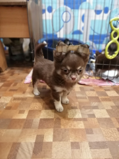 Photo №2 to announcement № 3853 for the sale of chihuahua - buy in Russian Federation from nursery