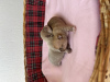 Photo №2 to announcement № 49820 for the sale of chihuahua - buy in France from nursery