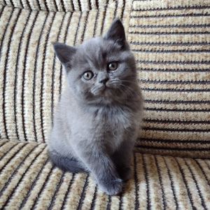 Additional photos: Plush british kittens