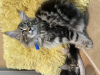 Additional photos: Maine coon