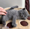 Photo №2 to announcement № 53573 for the sale of british shorthair - buy in Lithuania breeder