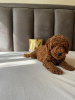 Photo №4. I will sell poodle (toy) in the city of Zrenjanin. breeder - price - negotiated