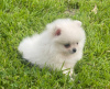 Photo №3. Pomeranian puppies for sale. Serbia