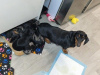 Photo №3. Short hair Mini dachshunds (sausages) gorgeous puppies. Netherlands