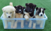 Photo №1. american akita - for sale in the city of Elista | 350$ | Announcement № 13454