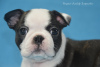 Photo №2 to announcement № 2893 for the sale of boston terrier - buy in Russian Federation private announcement, from nursery, breeder