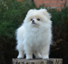 Photo №3. Handsome, purebred Pomeranian boy. Sweden