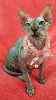 Photo №4. I will sell sphynx-katze in the city of Kiev. from nursery, breeder - price - 779$