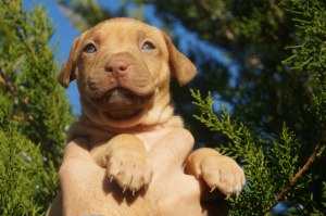 Photo №3. Kennel LOVELY HEARTS, puppies of the pit bull terrier of sports breeding. Ukraine