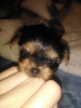 Additional photos: Baby-face Yorkie puppies are completely ready to go.