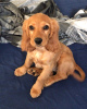 Photo №1. english cocker spaniel - for sale in the city of Stockholm | 370$ | Announcement № 78833