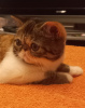 Photo №4. I will sell exotic shorthair in the city of Москва. private announcement - price - 1$