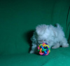 Additional photos: Puppy of the Maltese. Show class.