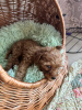Photo №2 to announcement № 80763 for the sale of poodle (toy) - buy in Germany private announcement