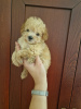 Photo №3. I am selling adorable maltipoo puppies. Serbia