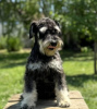 Photo №2 to announcement № 108884 for the sale of schnauzer - buy in Serbia breeder