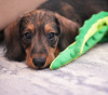 Additional photos: Wirehaired dachshund rabbit puppies, boys, 3 months