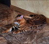 Photo №2 to announcement № 10036 for the sale of bengal cat - buy in Russian Federation from nursery