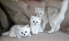 Photo №1. british shorthair - for sale in the city of Berlin | 370$ | Announcement № 123358