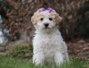 Photo №1. poodle (toy) - for sale in the city of Сан Херман | negotiated | Announcement № 63270