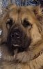 Additional photos: Selling caucasian shepherd puppies with excellent pedigree.
