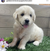 Photo №2 to announcement № 103375 for the sale of golden retriever - buy in United States from nursery