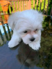 Photo №1. maltese dog - for sale in the city of Iowa City | 400$ | Announcement № 111384