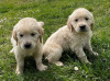 Photo №1. golden retriever - for sale in the city of Мёнхенгладбах | negotiated | Announcement № 41480