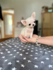 Photo №1. chihuahua - for sale in the city of Dusseldorf | 3698$ | Announcement № 65770