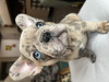 Photo №3. Beautiful isabella frenchie girl looking for forever home. Switzerland