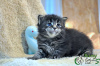 Photo №1. maine coon - for sale in the city of St. Petersburg | 734$ | Announcement № 8568
