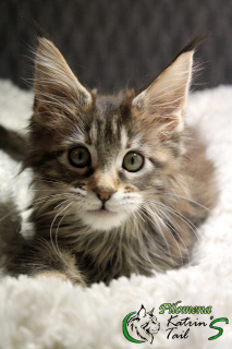 Photo №4. I will sell maine coon in the city of St. Petersburg. from nursery - price - 483$