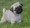 Photo №1. pug - for sale in the city of Berlin | 3698$ | Announcement № 105612