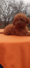 Photo №1. poodle (toy) - for sale in the city of Ужгород | 1700$ | Announcement № 126675