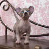 Photo №3. ADORABLE SPHYNX AND BAMBINO KITTENS FOR YOUR HOME. Germany