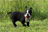 Photo №1. boston terrier - for sale in the city of Munich | negotiated | Announcement № 104852