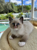 Photo №1. ragdoll - for sale in the city of Bregenz | Is free | Announcement № 95179
