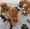 Photo №3. Stunning Toy Maltipoo Puppies. Germany