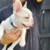 Photo №1. french bulldog - for sale in the city of Bonn | 380$ | Announcement № 127367